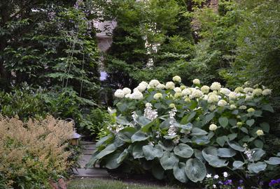 'Annabelle' Hydrangeas steal the show in the dappled shade. A stark contrast in texture in achieved with large leaved Hosta. Astilbe, on the left, is just past its prime as Spring gives way to summer.