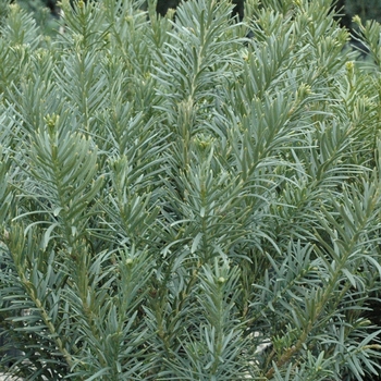 Japanese Plum Yew -Cephalotaxus 